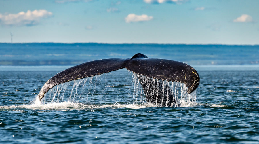 Activités plein air en Côte-Nord
