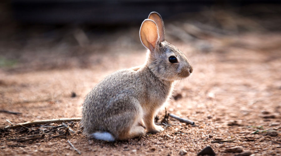 Lapin à queue blanche