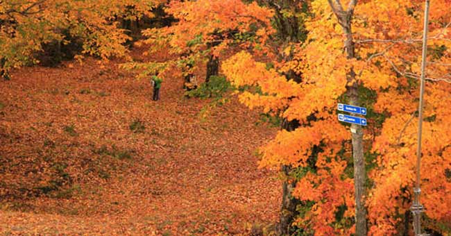 Festival d'automne du Mont Sutton