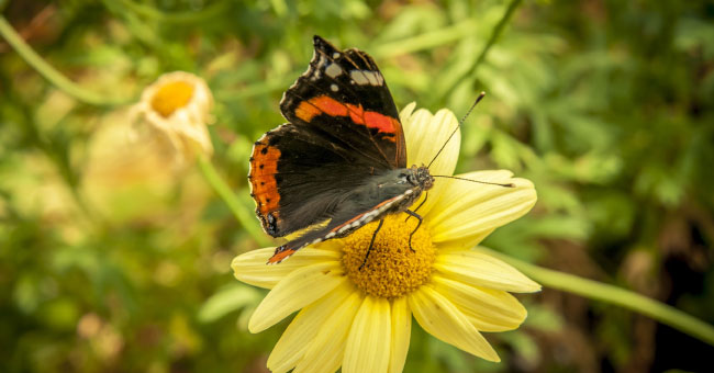 Les Jardins de Doris