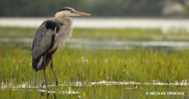 Réserve naturelle des Marais-du-Nord