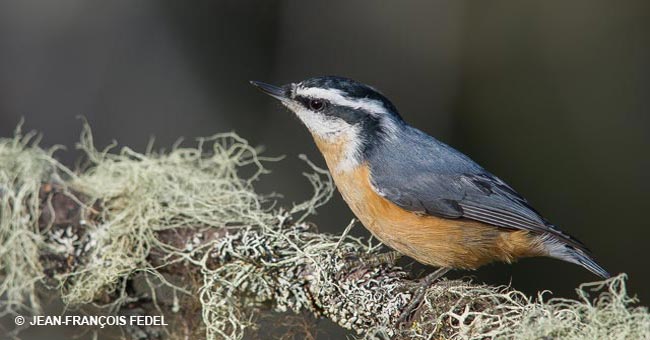 Réserve naturelle des Marais-du-Nord
